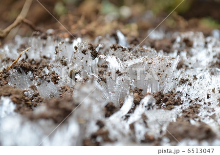 霜柱 6513047