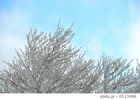 冬の花 冬の花 6513066