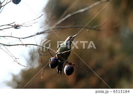 アオゲラ アオゲラ 6513184