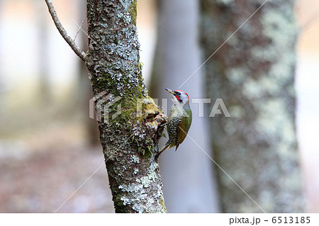 アオゲラ アオゲラ 6513185