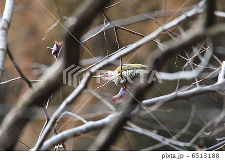 アオゲラ アオゲラ 6513188