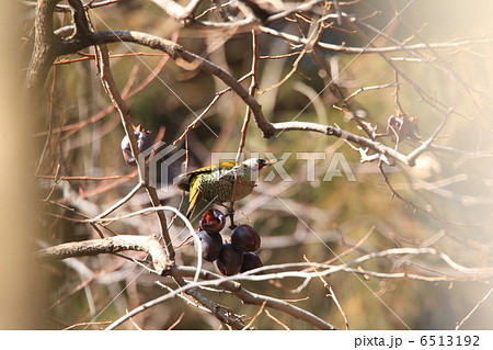 アオゲラ アオゲラ 6513192