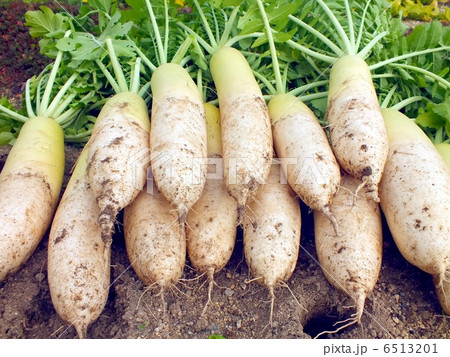収穫した青首大根 収穫した青首大根 6513201