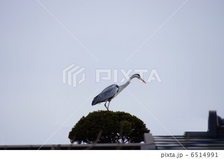 アオサギが池の鯉を狙ってます。 6514991