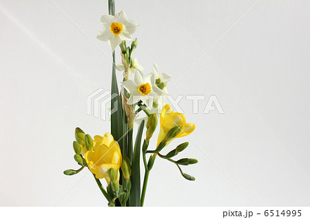 日本水仙とフリージア（横　中央） 6514995