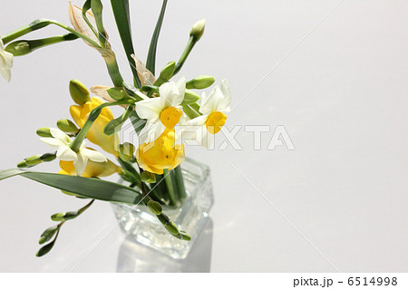 日本水仙とフリージア（横　左） 6514998