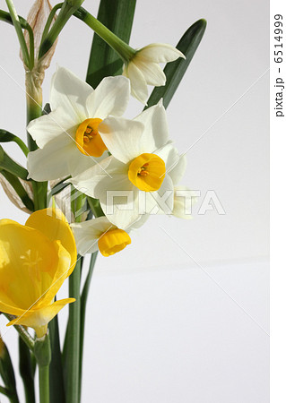 日本水仙とフリージア（縦　部分　左） 6514999