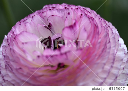 ラナンキュラス (ホワイトピコティ) ラナンキュラス (ホワイトピコティ) 6515007