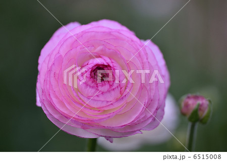 ラナンキュラス （ホワイトピコティ） 6515008