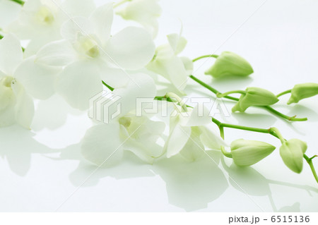 胡蝶蘭 胡蝶蘭 6515136