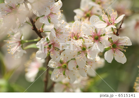 クラブアップル 6515141