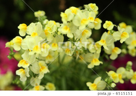 リナリア 6515151