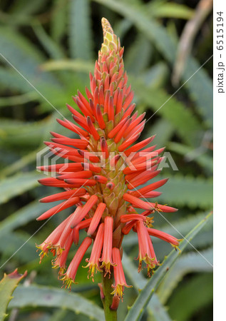 木立アロエ 6515194