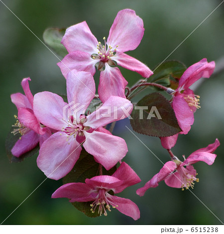 クラブアップル 6515238