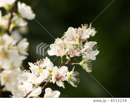 クラブアップル 6515239