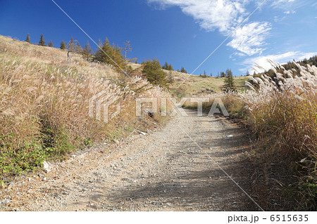 駒越林道 6515635
