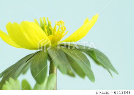早春に開花する黄花節分草 6515843