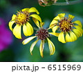 ツワブキの花 6515969