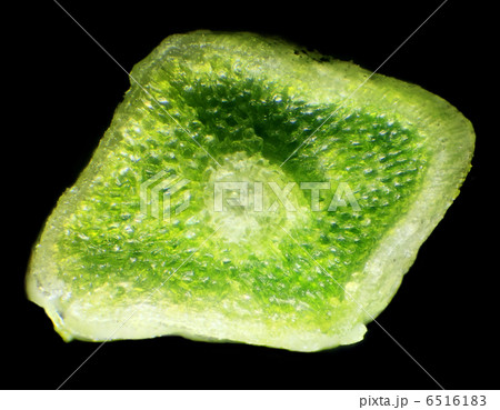 spruce needles under the microscope. spruce needles under the microscope. 6516183