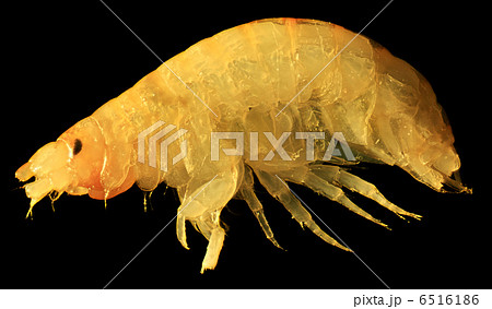 Gammarus under the microscope (Gammarus pulex) 6516186