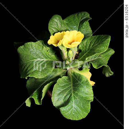 Flowering yellow primula on the black background Flowering yellow primula on the black background 6516204
