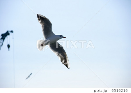 かもめ 6516216