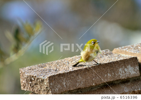 メジロ メジロ 6516396
