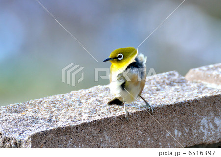 メジロ 6516397