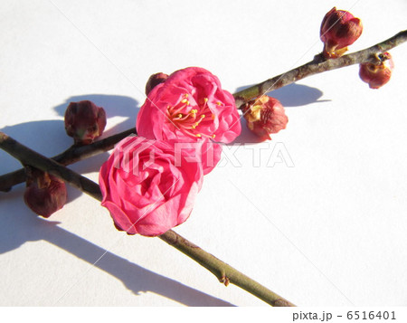 紅梅 6516401