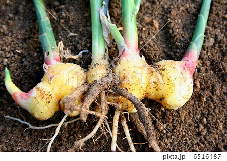 掘り上げた金時ショウガ 6516487