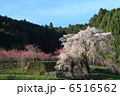 又兵衛桜　1 6516562
