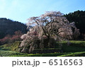 又兵衛桜　2 6516563