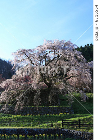 又兵衛桜　3 6516564