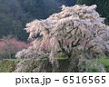 又兵衛桜　4 6516565