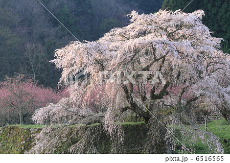又兵衛桜　4 6516565