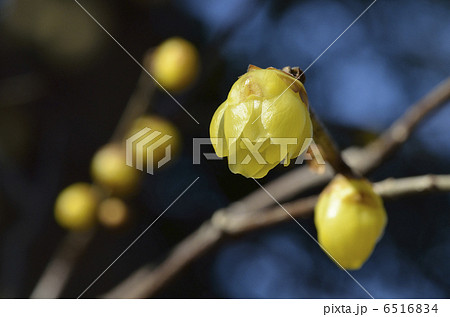 ロウバイ（蝋梅） 6516834