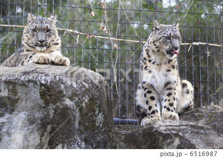 ユキヒョウ ユキヒョウ 6516987