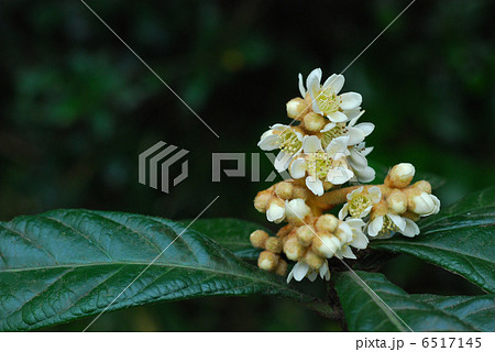 ビワの花 6517145