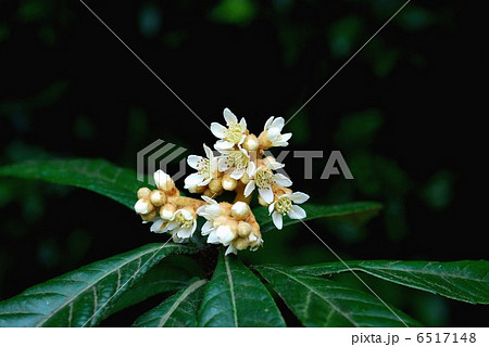 ビワの花 6517148