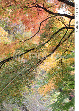 那須塩原の紅葉 6517188