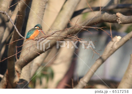 カワセミ カワセミ 6517258