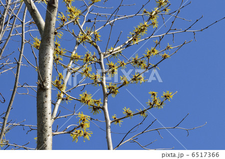 マンサク（満作） 6517366