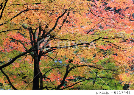 蓬莱山の紅葉 栃木県佐野市佐原 の写真素材