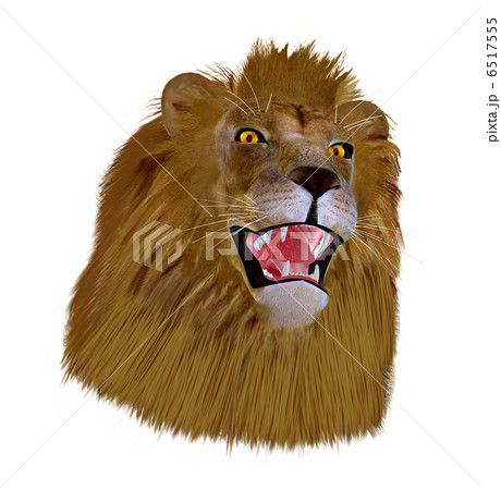 百獣の王☆ライオン 6517555