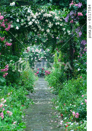 ローズガーデン 6517584