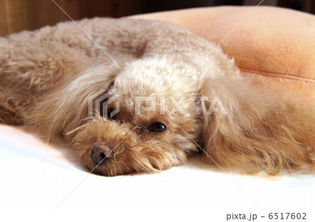 暇そうなトイプードル 暇そうなトイプードル 6517602