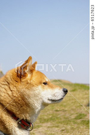 横向きの柴犬の写真素材