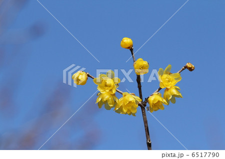 ロウバイ ロウバイ 6517790