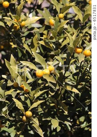 キンカン 6517831