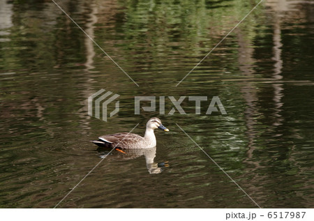 カルガモ 6517987